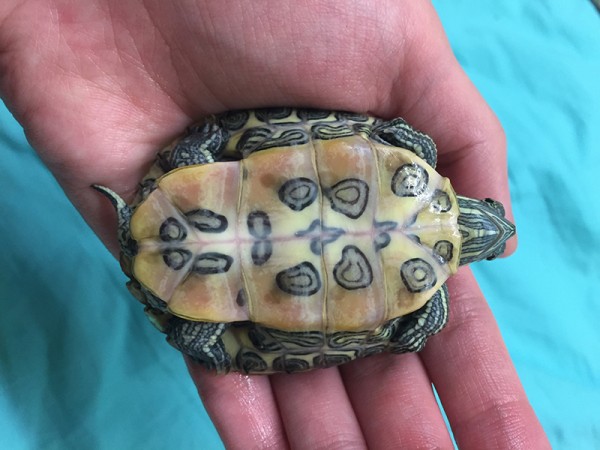 pippin_plastron.jpg