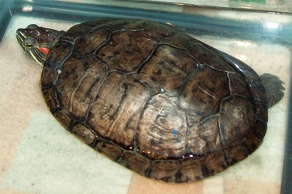 turtle.jpg