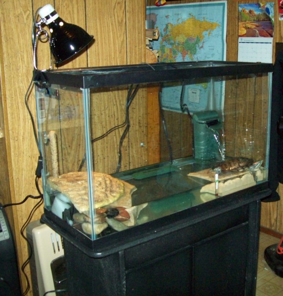 turtle004.jpg