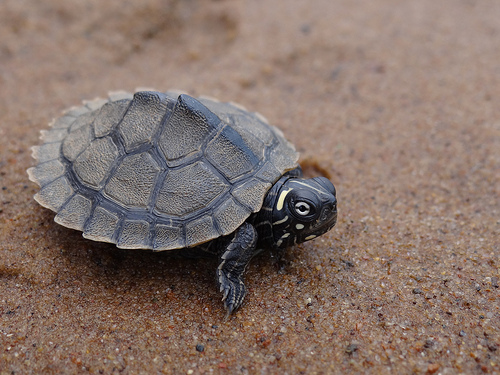 map turtle.jpg