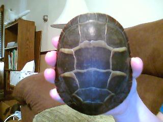 Picture0073.jpg