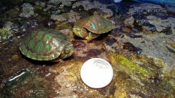 0412171743a_resized.jpg (133.76 KiB) Viewed 8296 times 0412171743a_resized.jpg
