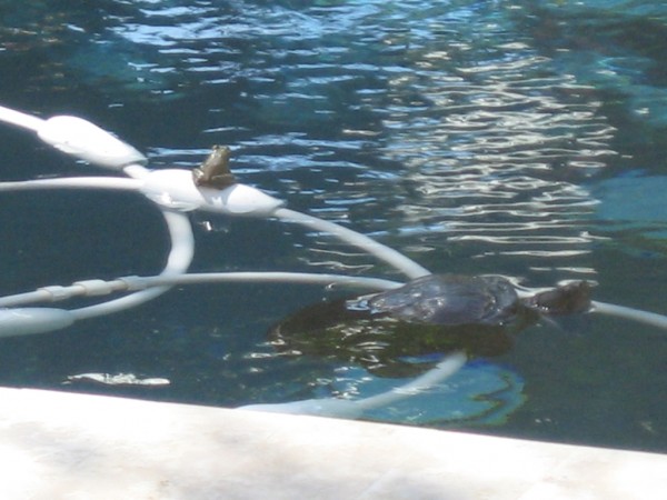 Toady with friend.JPG