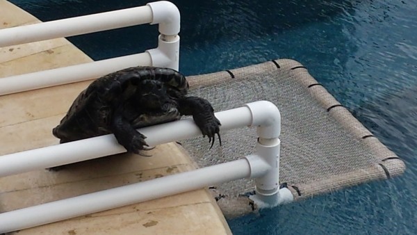 20151112_135503.jpg (395.72 KiB) Viewed 67959 times 20151112_135503.jpg