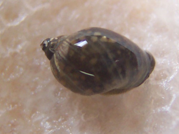 pond-snail1[1].jpg