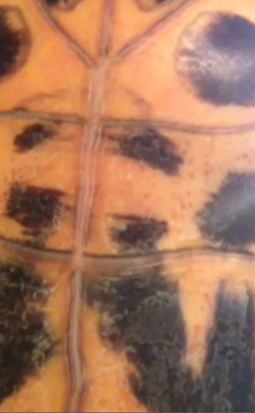 Shelldon Plastron.png