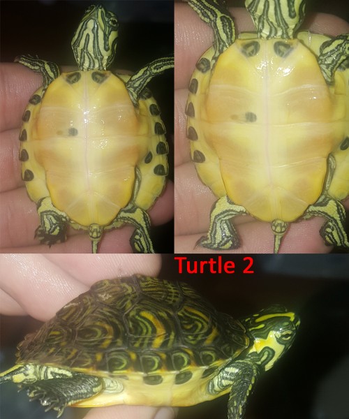 turtle2.jpg