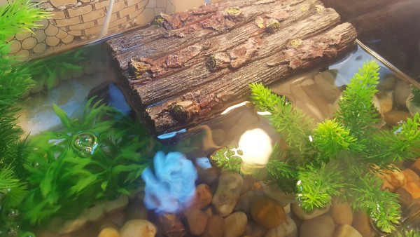 basking.jpg