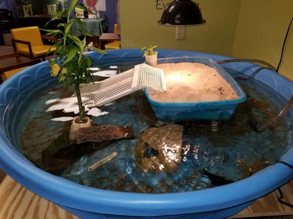 turtle pool.jpg (269.59 KiB) Viewed 7287 times turtle pool.jpg