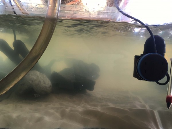 turtle-tank.jpg