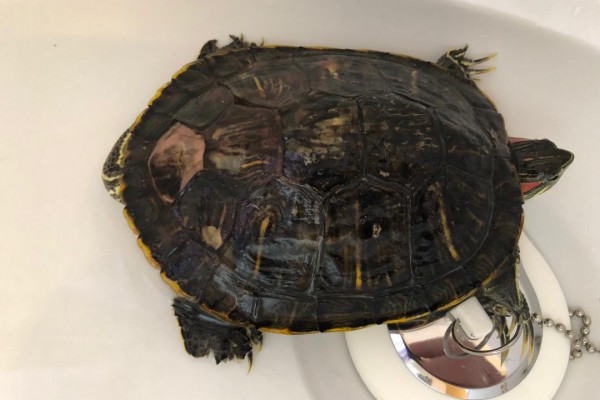 Oogway.jpeg (71.72 KiB) Viewed 21341 times Oogway.jpeg