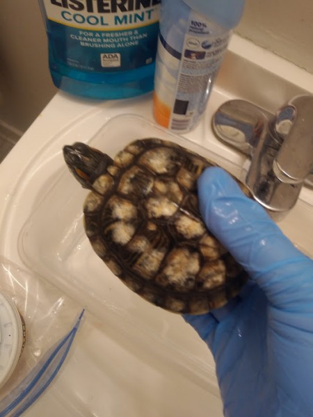 turtle.jpg