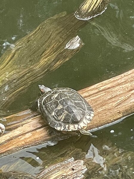 turtle.jpg
