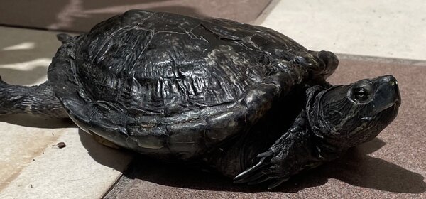 817A512D-D842-4B1D-9674-BD21DE296109.jpeg (240.8 KiB) Viewed 16927 times 817A512D-D842-4B1D-9674-BD21DE296109.jpeg