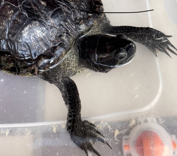 93108BB8-C342-4E4F-9D23-4E26F6460D4B.jpeg (315.05 KiB) Viewed 16948 times 93108BB8-C342-4E4F-9D23-4E26F6460D4B.jpeg