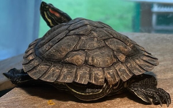 C183F9AB-1156-4AEB-91F3-F8172CC43482.jpeg (110.21 KiB) Viewed 13438 times C183F9AB-1156-4AEB-91F3-F8172CC43482.jpeg