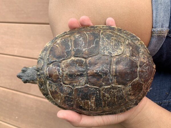 D19AA2F1-F630-49BD-AC28-CB1235165A8F.jpeg (110.91 KiB) Viewed 20060 times D19AA2F1-F630-49BD-AC28-CB1235165A8F.jpeg