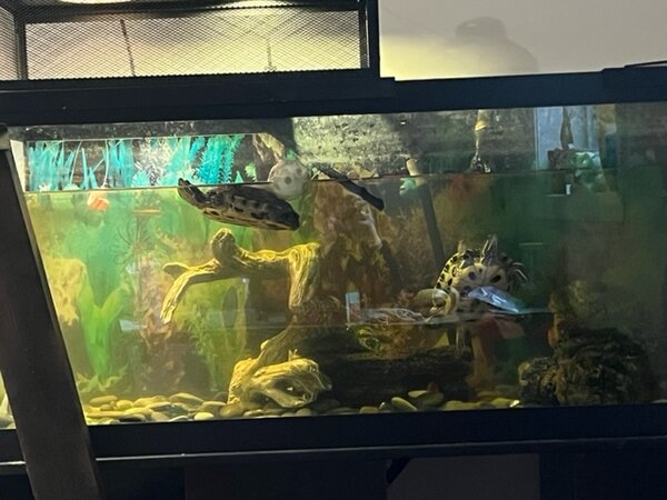Turtle floating.jpeg