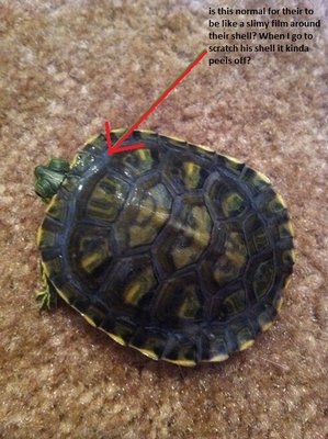 photoRedShell.jpg