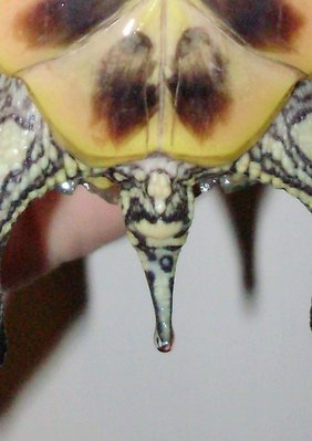 turtle 1 close up.jpg