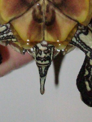 turtle 2 close up.jpg