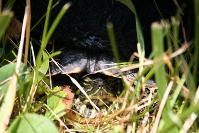 Cropped_IMG_1723.JPG